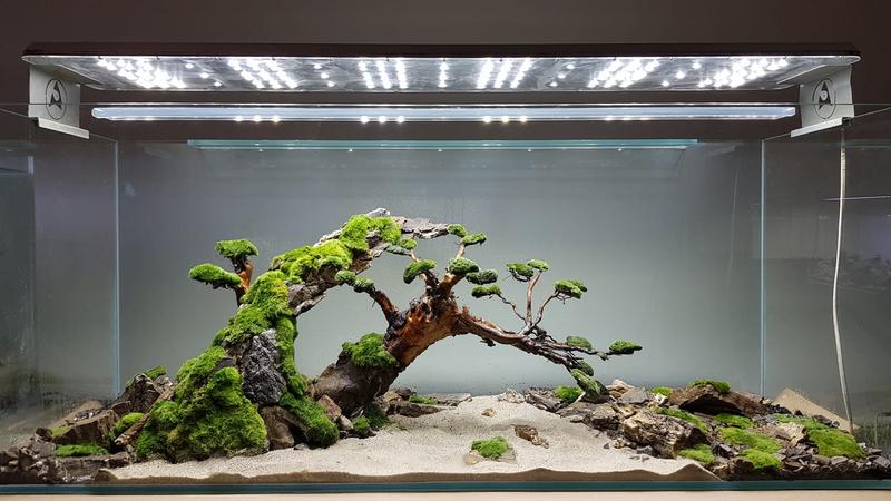 Idealne sposoby na to, czym kleić skały w akwarium, aby stworzyć piękne aranżacje