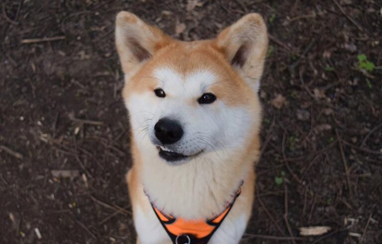 Idealny pies dla dzieci na podwórko – jak wybrać towarzysza zabaw?