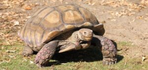 Jak dbać o żółwia stepowego zimą – co powinien jeść?