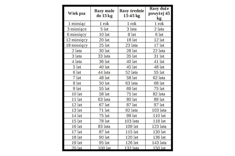 Jak przeliczyć wiek psa, gdy ma 4 miesiące – ile to w latach ludzkich?