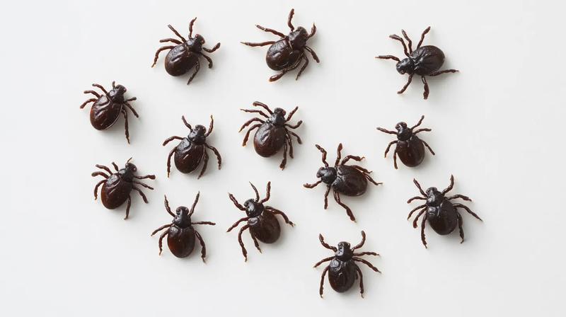 Jak skutecznie chronić psa przed kleszczami – co warto podać?