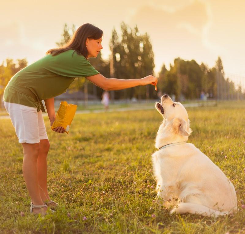 Jak skutecznie nauczyć psa leżeć – sprawdzone metody treningowe
