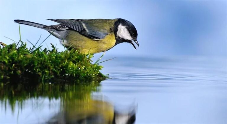 Jak skutecznie pomagać zwierzętom w upalne dni?