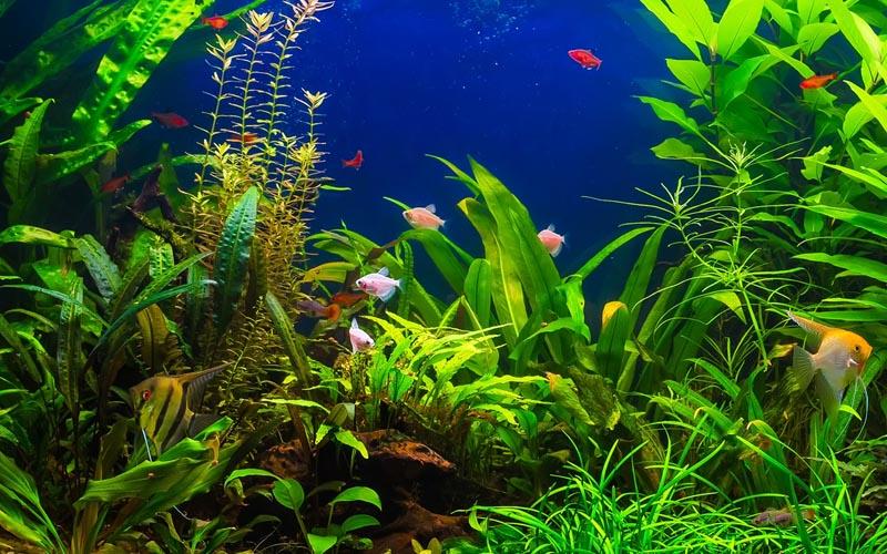 Jak skutecznie przykleić tło dwustronne do akwarium? Poradnik krok po kroku