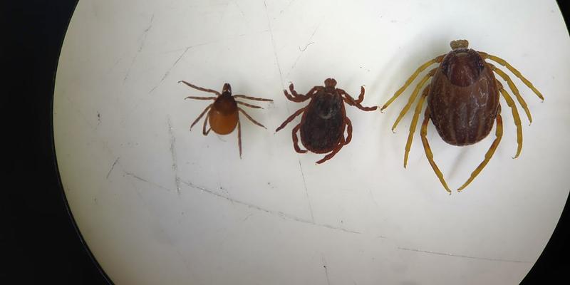 Jak szybko rośnie kleszcz u psa i co warto wiedzieć?