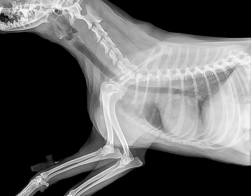 Jak wygląda rtg psa i co warto o nim wiedzieć?
