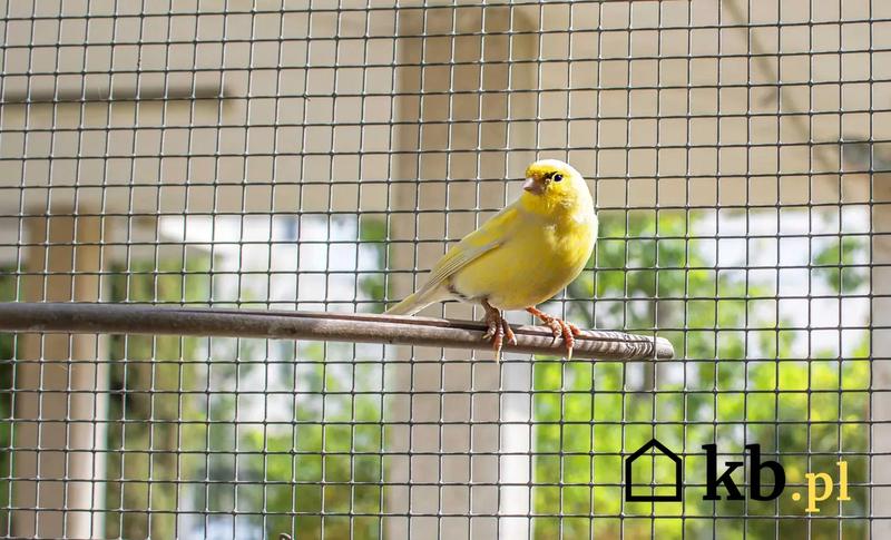 Jakie są ceny kanarków w sklepach zoologicznych? Sprawdź, ile naprawdę kosztują!