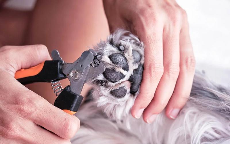Jakie są koszty obcięcia pazurów u psa w 2025 roku? Sprawdź, ile to naprawdę kosztuje!
