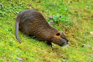 Jakie smakołyki wybiera szczur wodny? Odkryj tajniki jego diety!