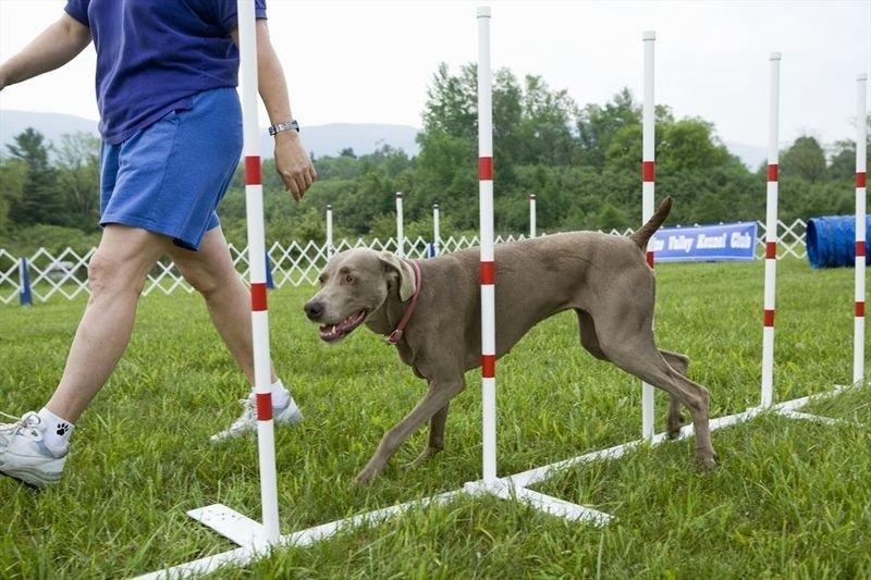 Kiedy najlepiej zacząć szkolenie psa, aby osiągnąć sukces?
