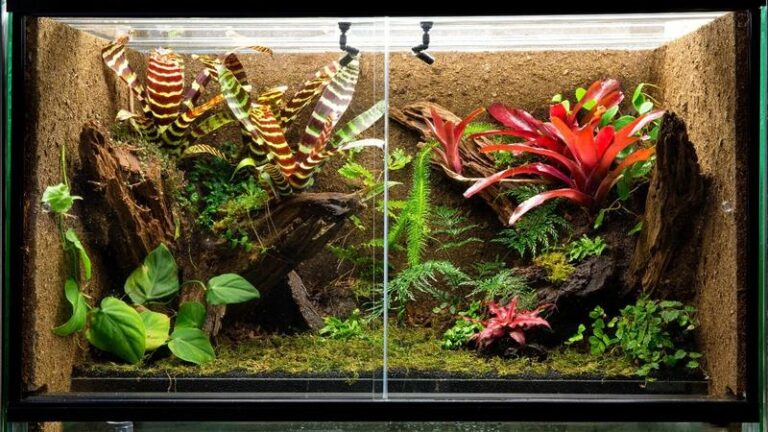 Najlepsze rośliny do stworzenia idealnego terrarium tropikalnego
