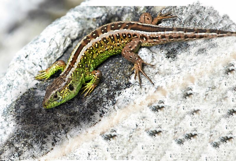 Odkryj różnorodność: jakie gatunki jaszczurek można spotkać w Polsce?