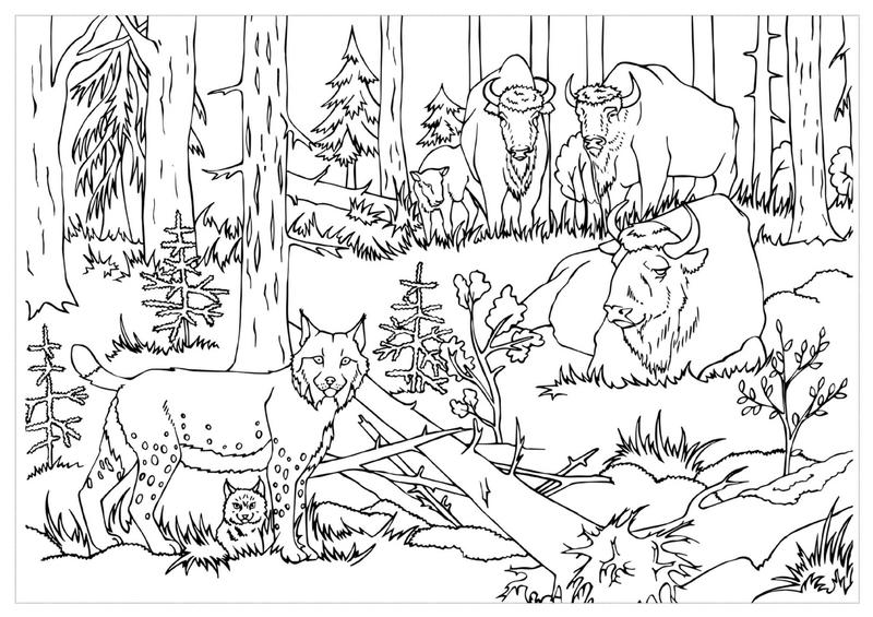 Odkryj tajemnice natury: ile zwierząt chronionych można spotkać w Polsce?