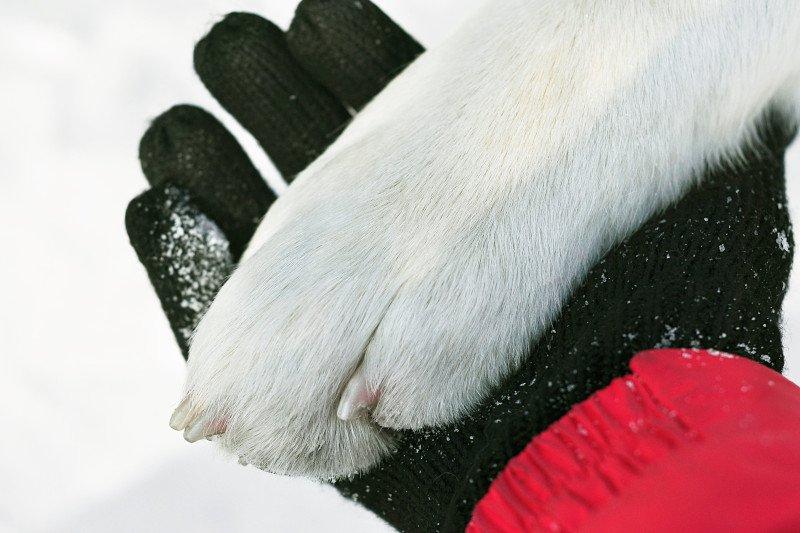 Odmrożone łapy psa – co warto wiedzieć?