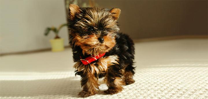 Optymalne karmienie yorka: ile razy dziennie karmić swojego pupila?