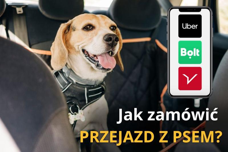 Podróżuj z pupilem: Czy można jechać Uberem z psem?