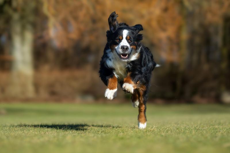 Przygody audiobukowe: pies, który odnalazł drogę do domu