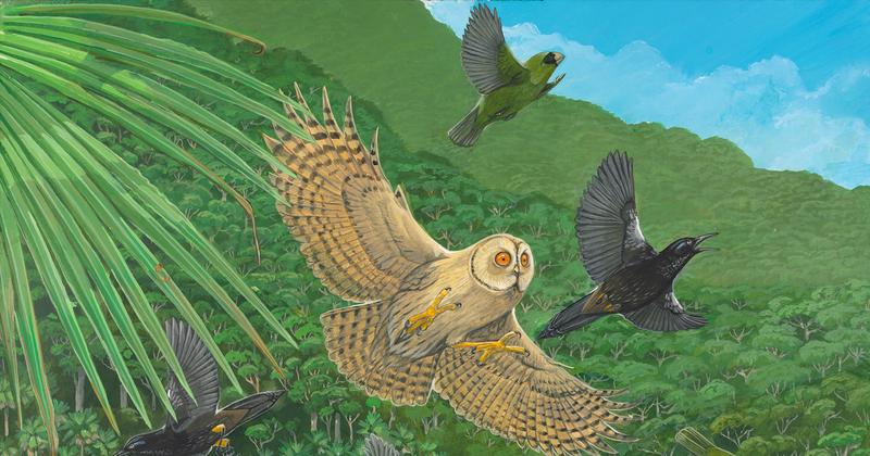 Ptasie sygnały: dlaczego niektóre gatunki brzmią jak alarm samochodowy?