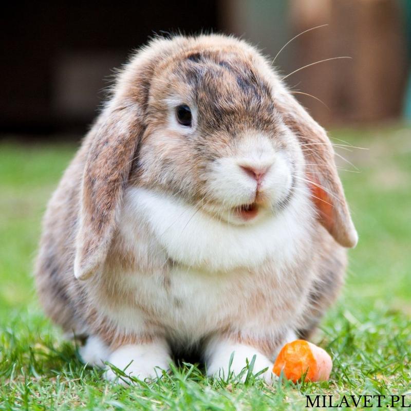 Pyszne przepisy na obiad: jak upiec królika zaskakującego smaku