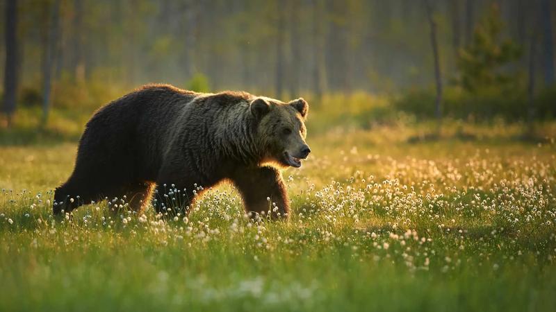 Sekrety górskiej fauny: jakie zwierzę przesypia zimę w gawrze?