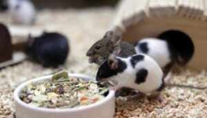 Skuteczne metody na pozbycie się myszy domowej w twoim lokum