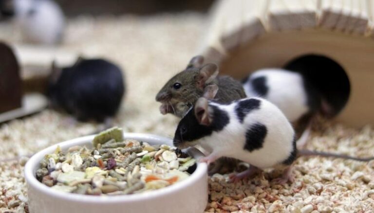 Skuteczne metody na pozbycie się myszy domowej w twoim lokum