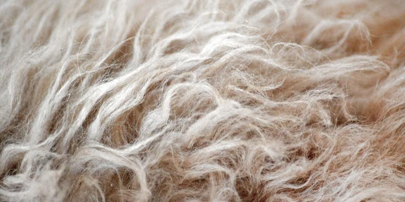 Skuteczne sposoby na pozbycie się sierści psa z ubrań