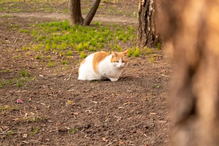Sposoby na to, jak oswoić kota ze schroniska i zyskać przyjaciela na lata