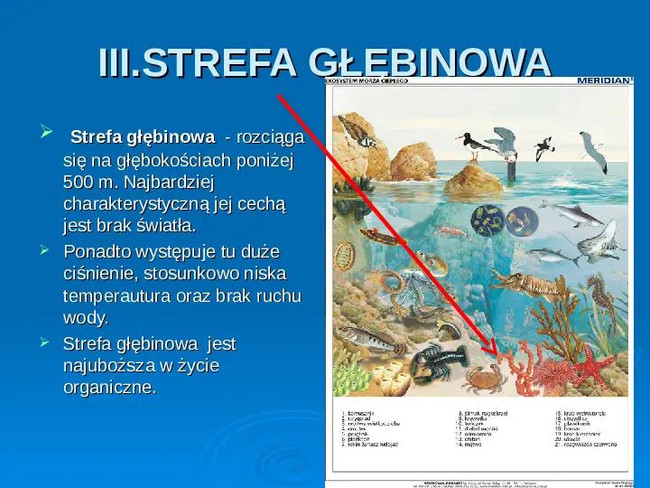 Tajemnice strefy głębinowej: jakie zwierzęta zamieszkują mroczne otchłanie oceanów?