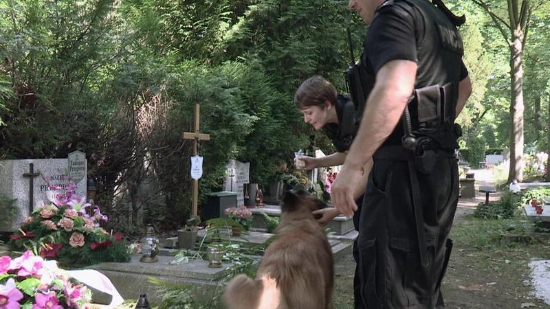 Wierna jak pies: obsada policjantki i policjantów w nowym serialu