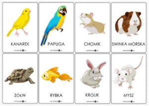 Zabawa i nauka: jak dbać o zwierzęta domowe - film dla dzieci