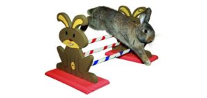 Zabawki dla królików miniaturki – co wybrać, aby zapewnić radość i zdrowie?