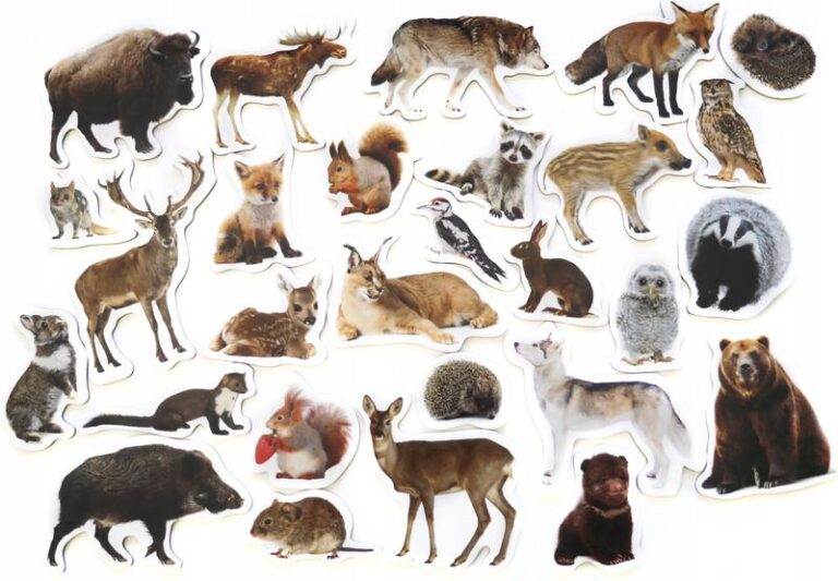 Zwierzęta i grzyby: Co jedzą leśne stworzenia?