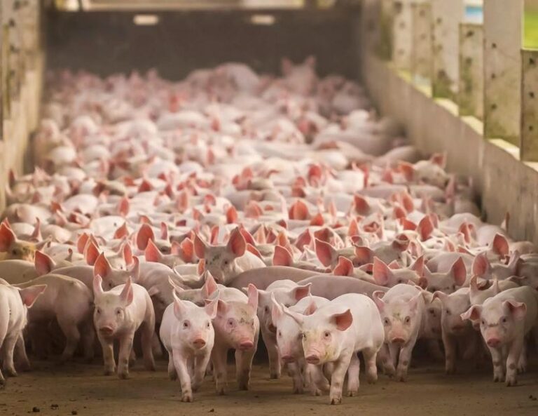 Zwierzęta idealne do hodowli w pracowni przyrodniczej – co warto wiedzieć?