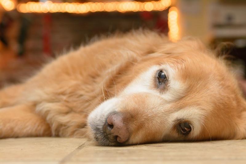 13-letni pies etapy życia i starość