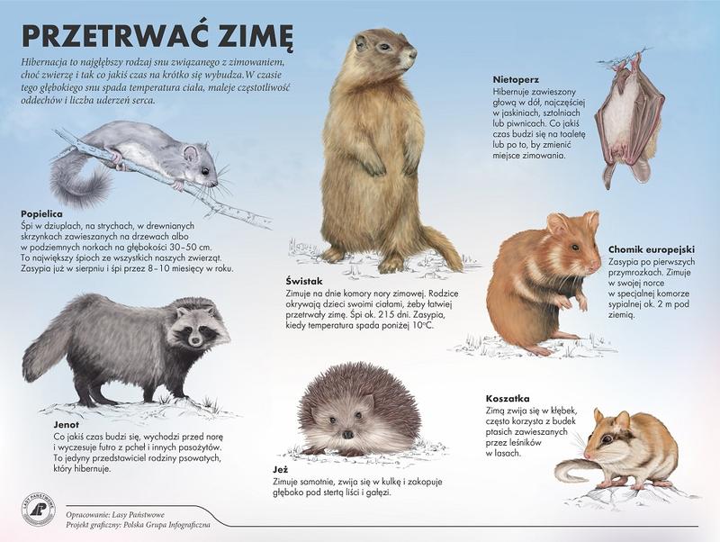 Adaptacje fizyczne zwierząt zimą