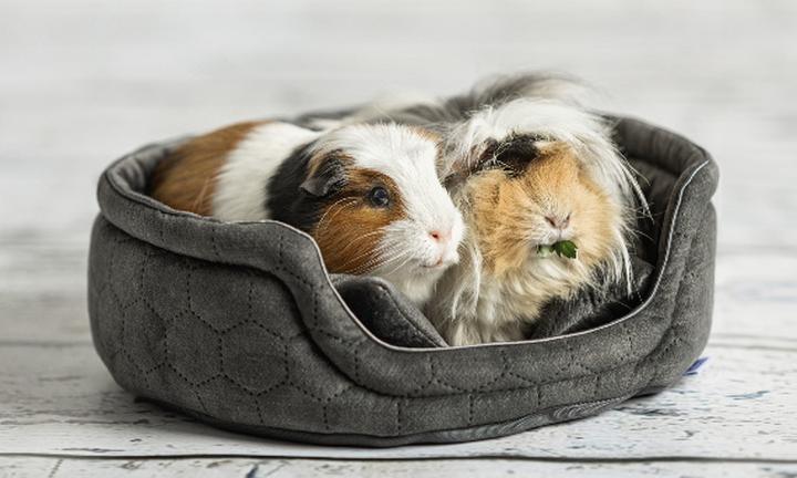 Agresja u świnek morskich i konflikty społeczne