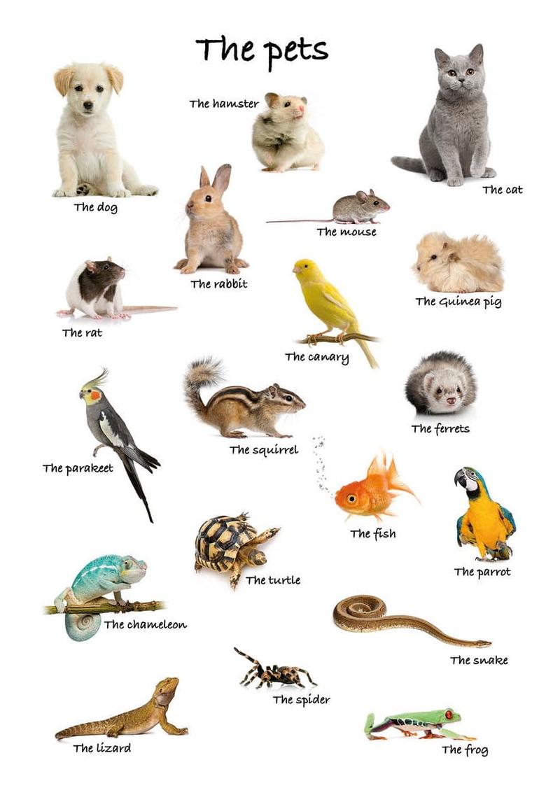 Aktywność fizyczna ze zwierzętami