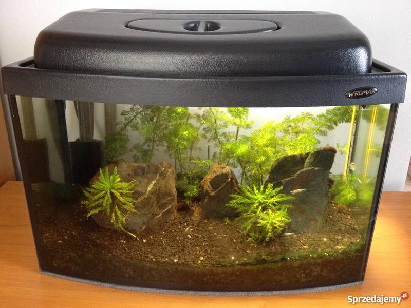 Aranżacja akwarium 25l