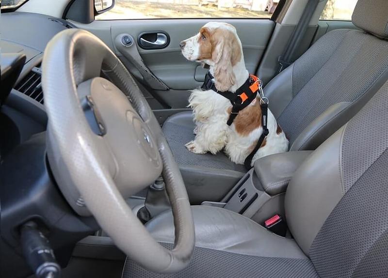 Bezpieczeństwo i komfort psa w podróży