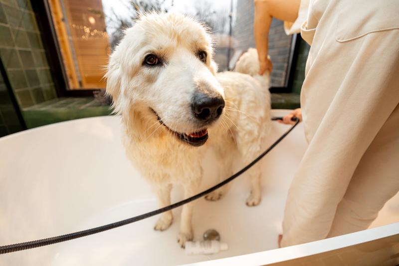 Bezpieczne kosmetyki dla psów