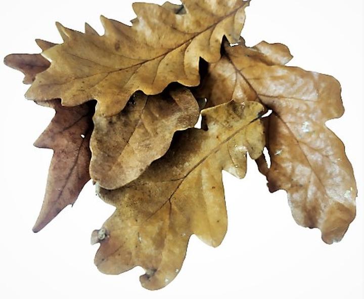 Błędy przy używaniu liści dębu