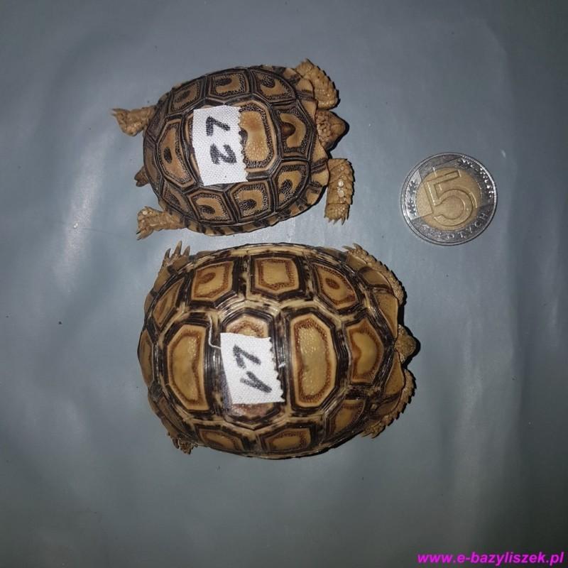 Błędy w diecie żółwia lamparciego