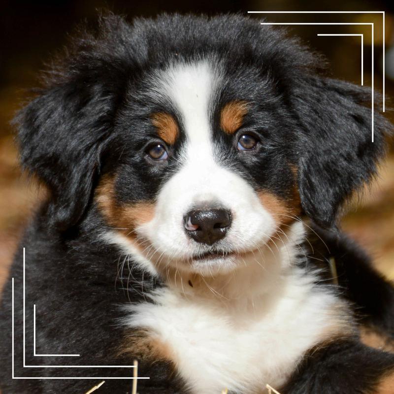 Cechy fizyczne psów pasterskich