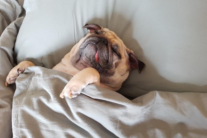 Chrapanie u psów przyczyny i objawy