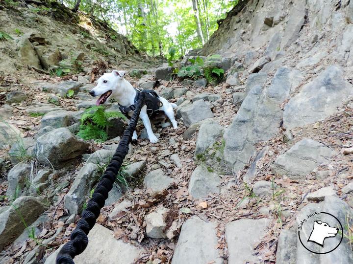 Co zabrać na szlak z psem