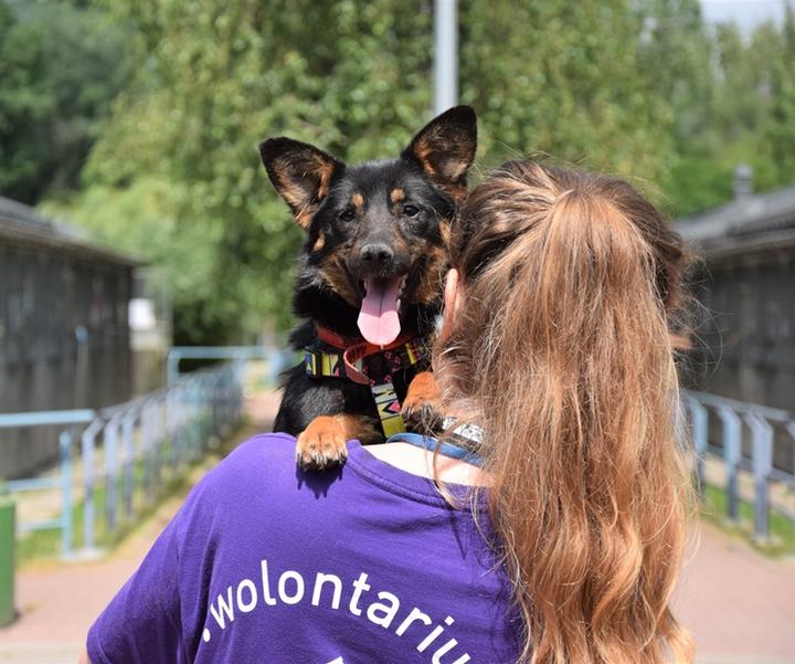 Codzienne obowiązki wolontariusza