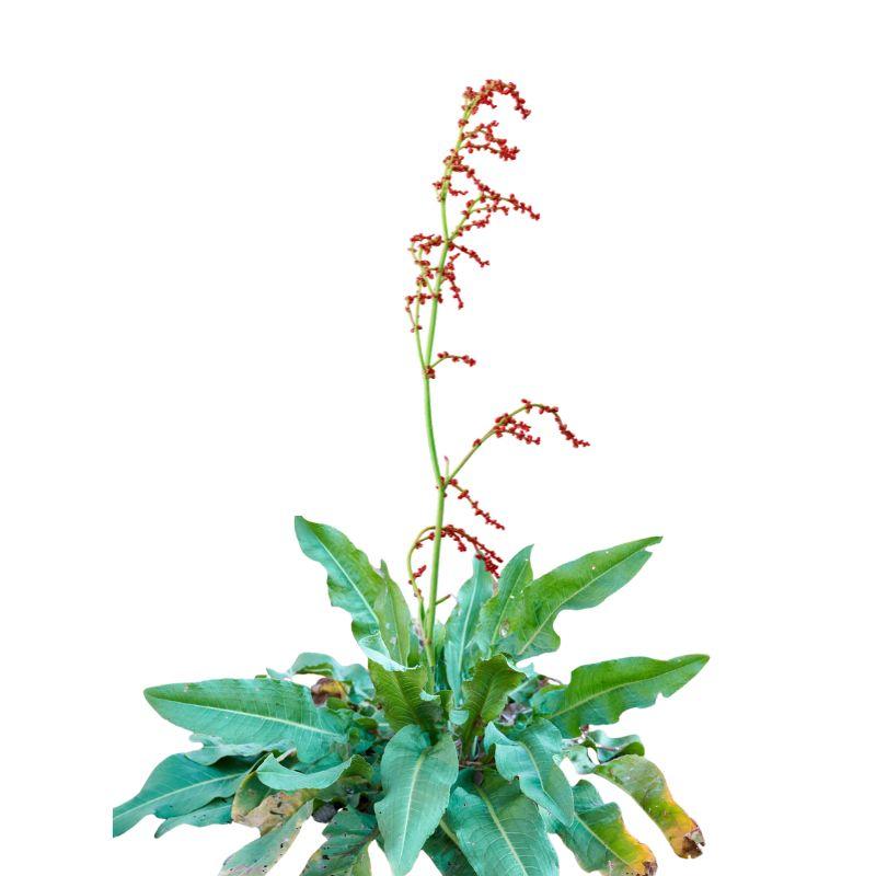 Czy pies może jeść szczaw