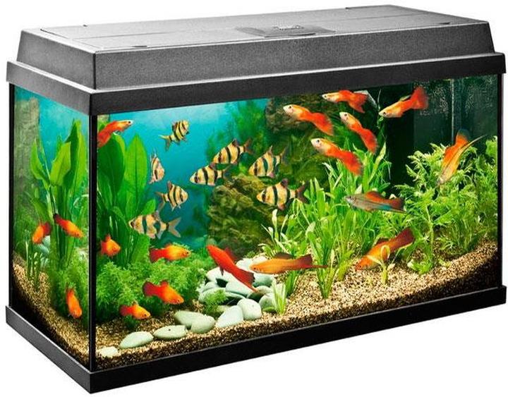 Dekoracje w akwarium 25l