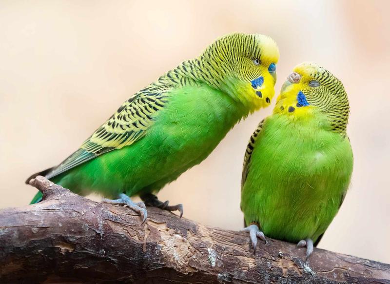 Dieta papug falistych